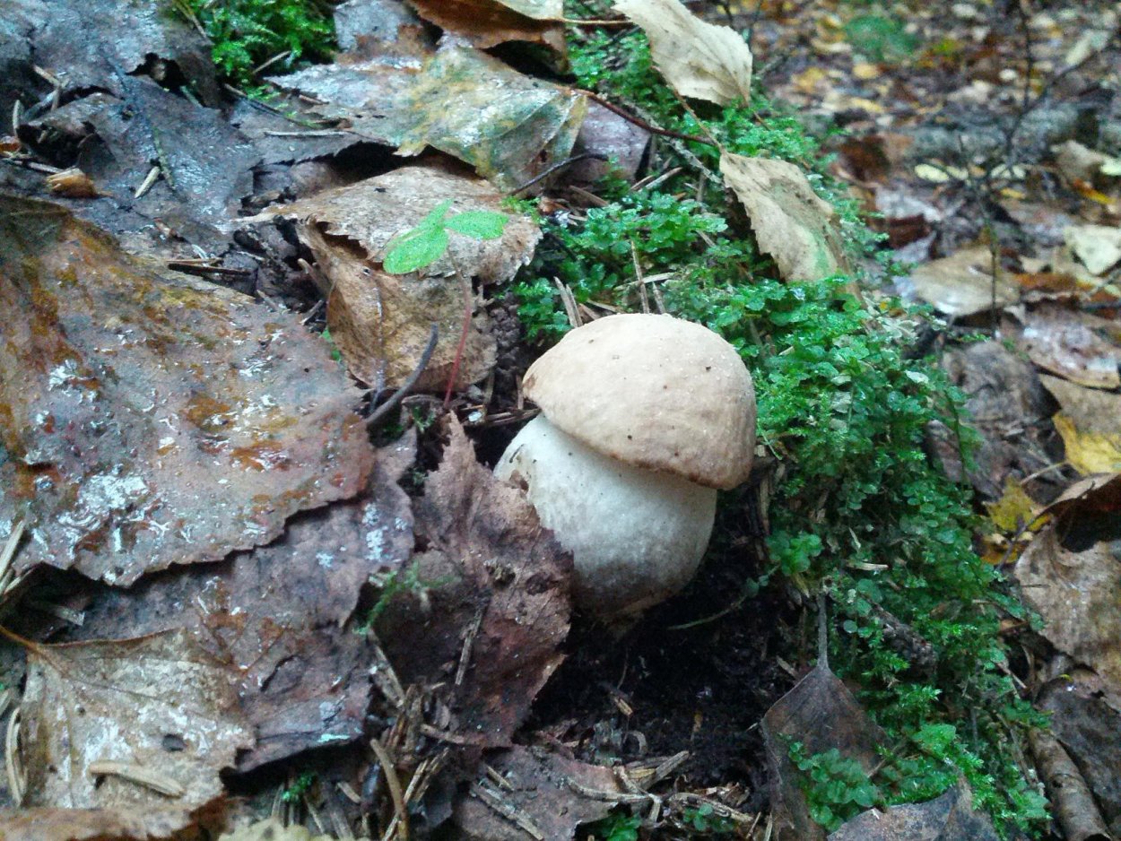 Дмитрий Тихомиров царство грибов