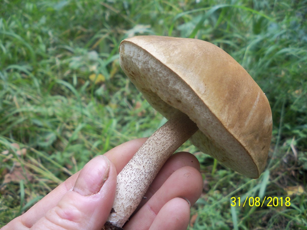 Сыроежка подберезовик