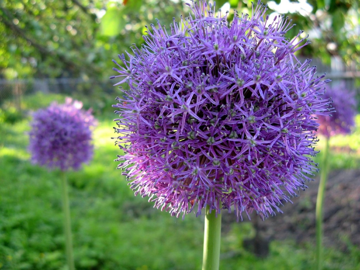 Большой чеснок