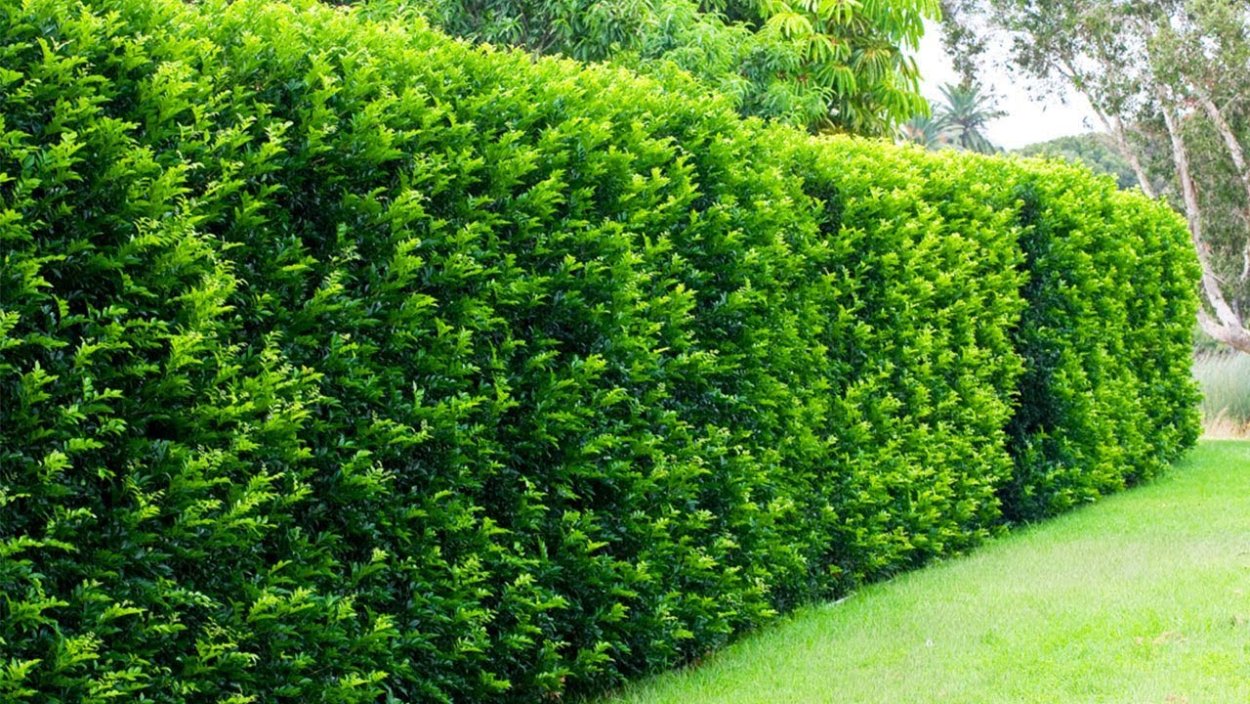 Живая изгородь роза плетистая