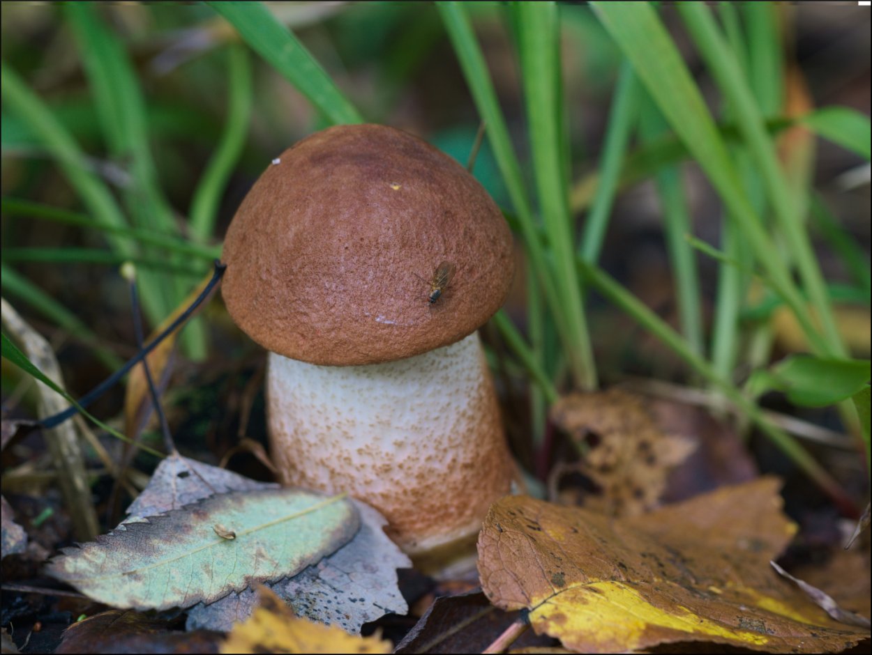 Подберёзовик обыкновенный