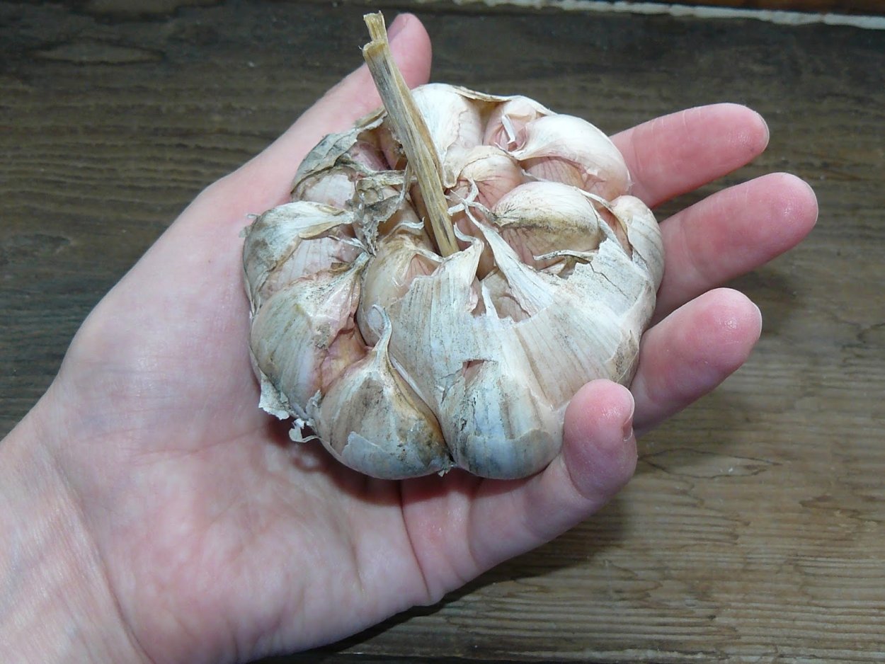 Дегтярский Яровой чеснок