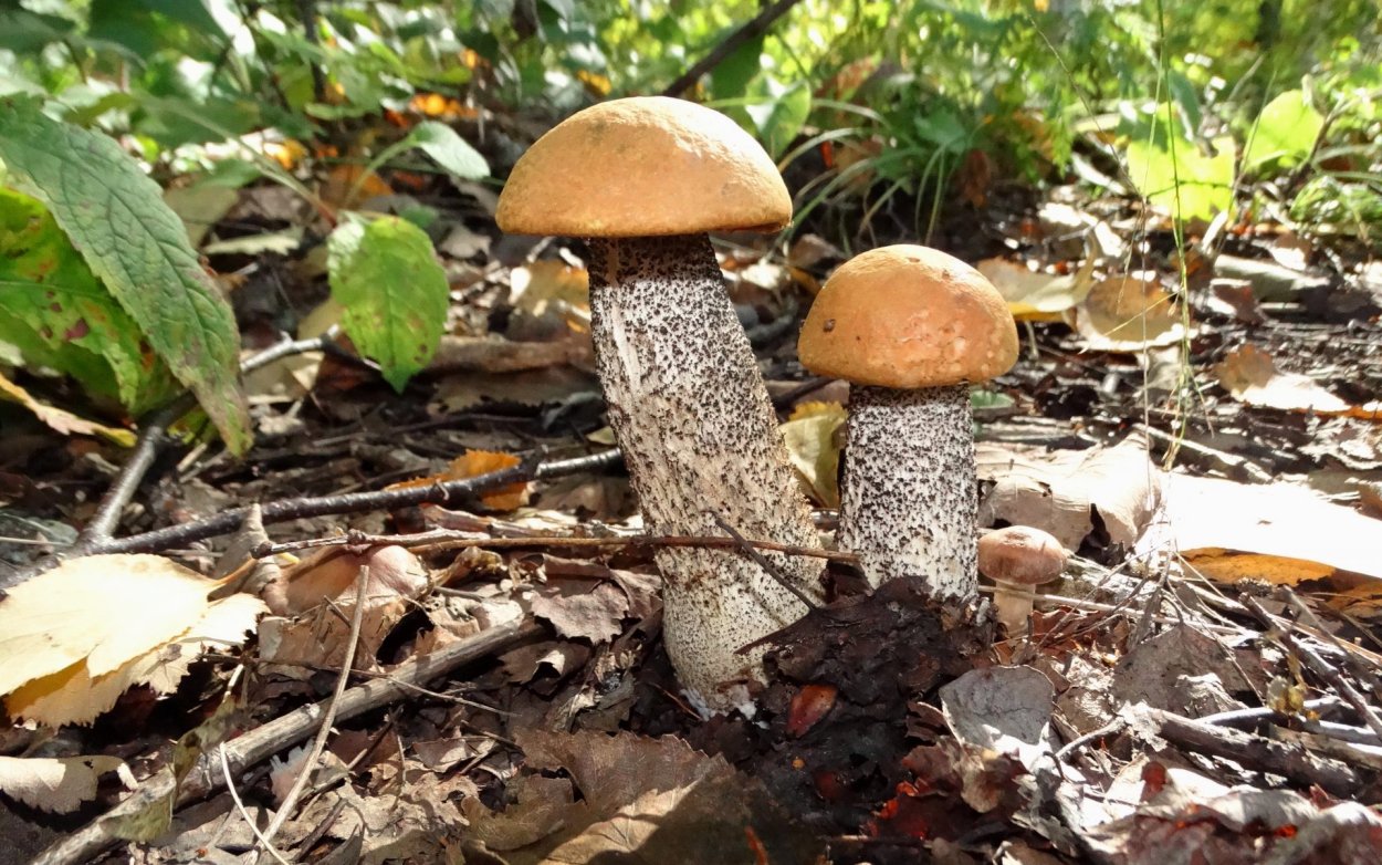 Белый гриб дубовый