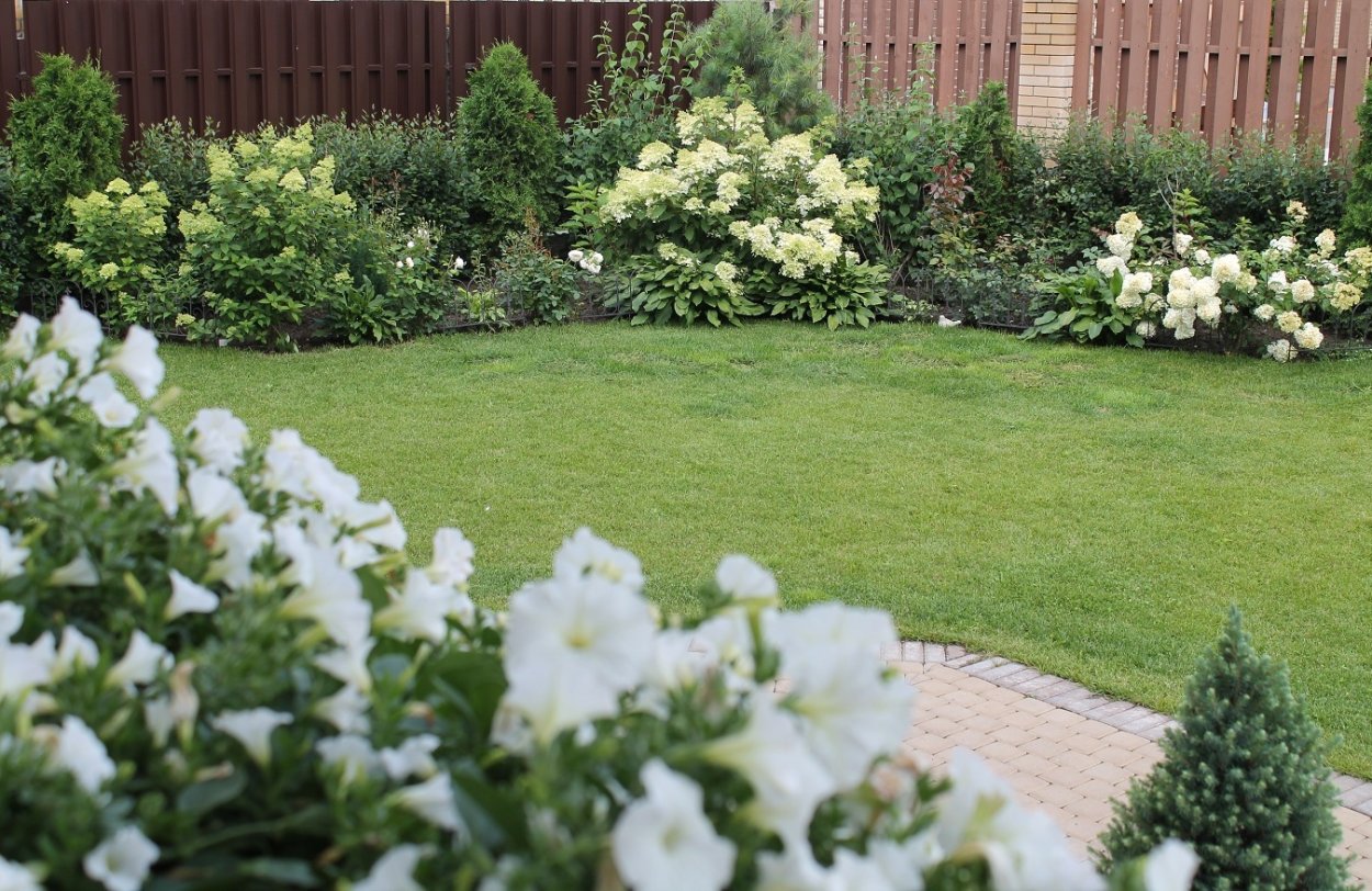 Rhyncospermum jasminoides
