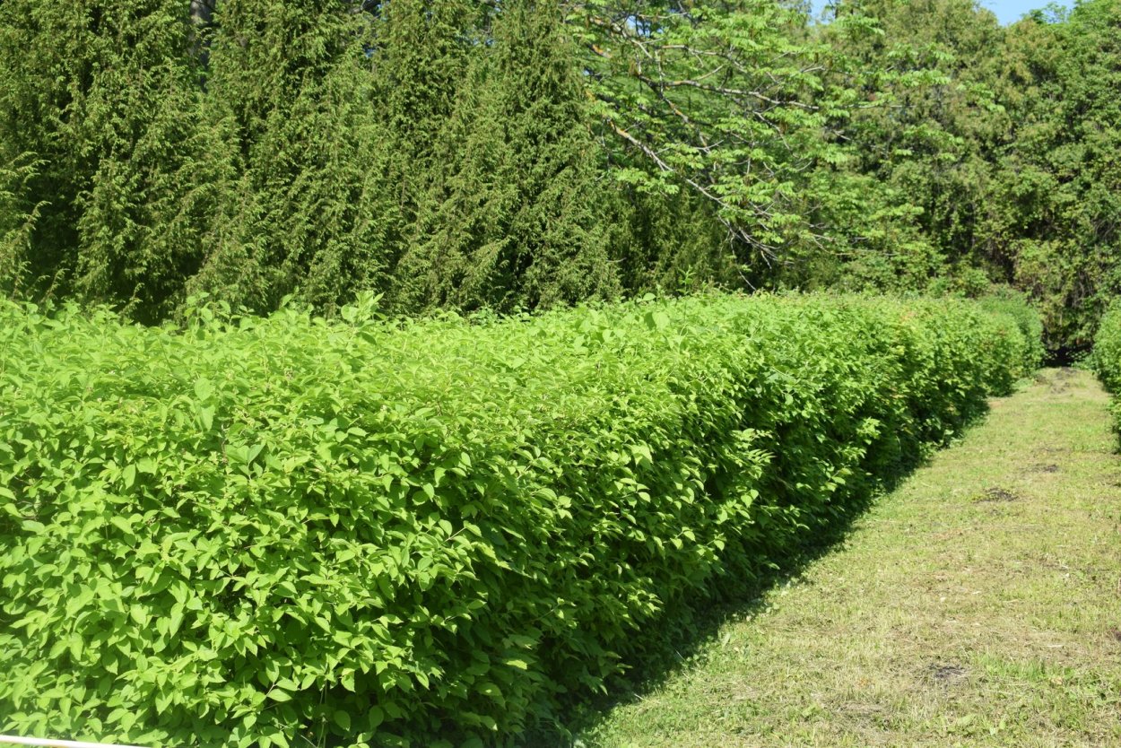 Чубушник бледный изгородь