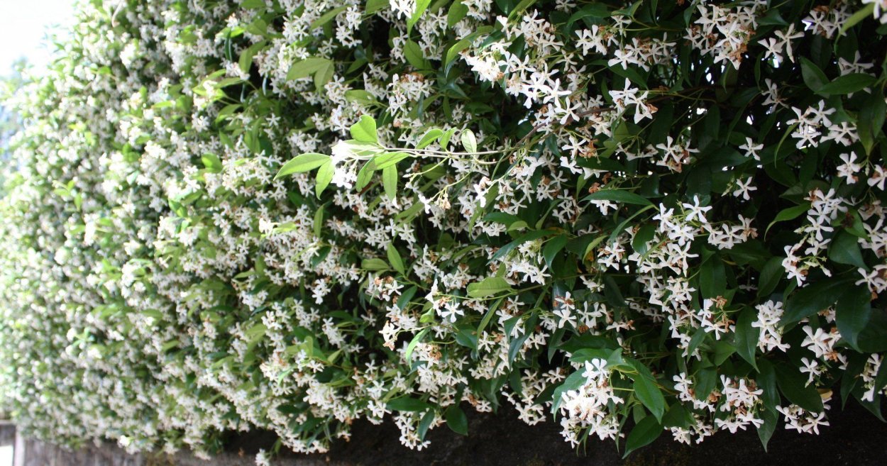 Калина гордовина Живая изгородь