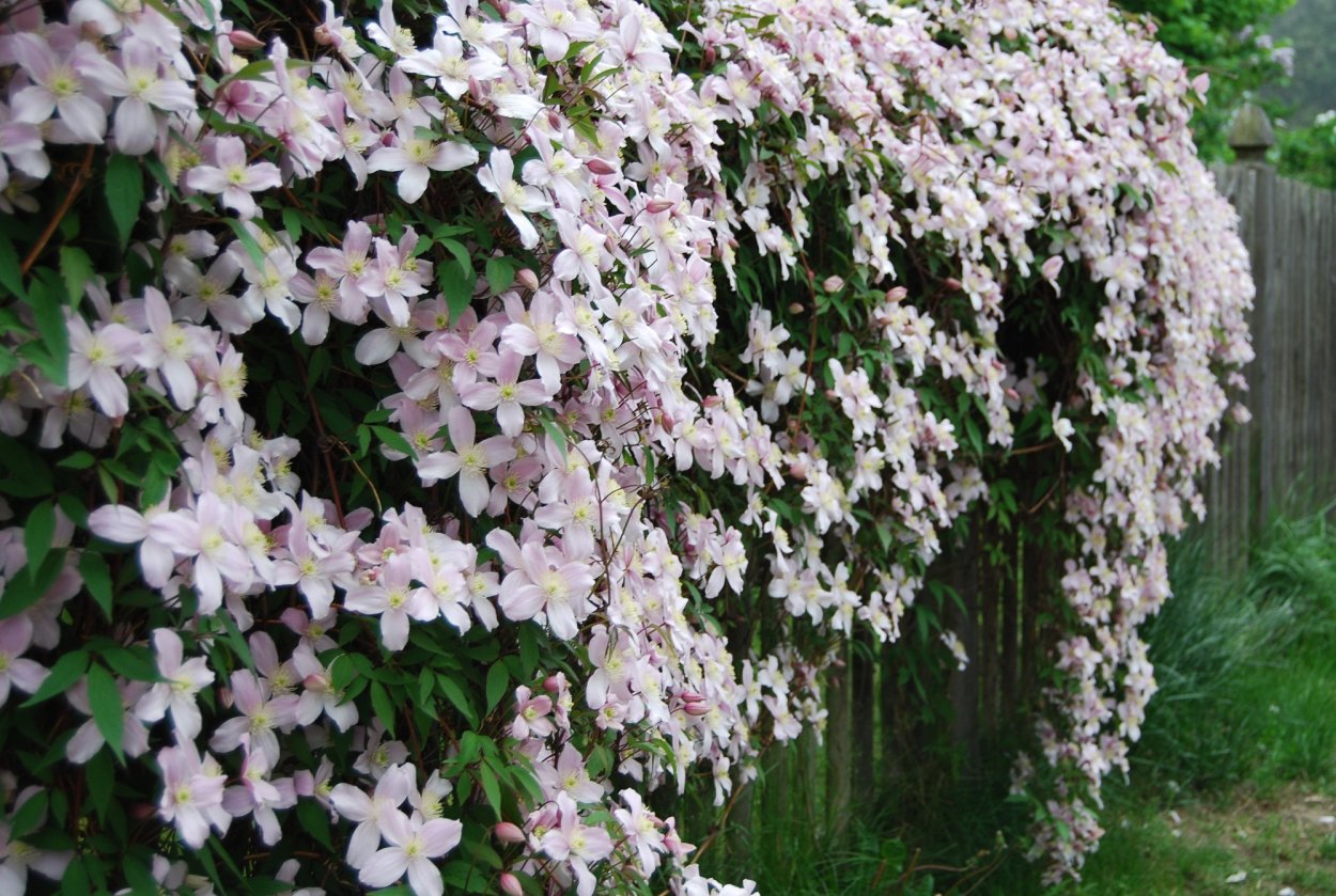 Бирючина обыкновенная 'Atrovirens'