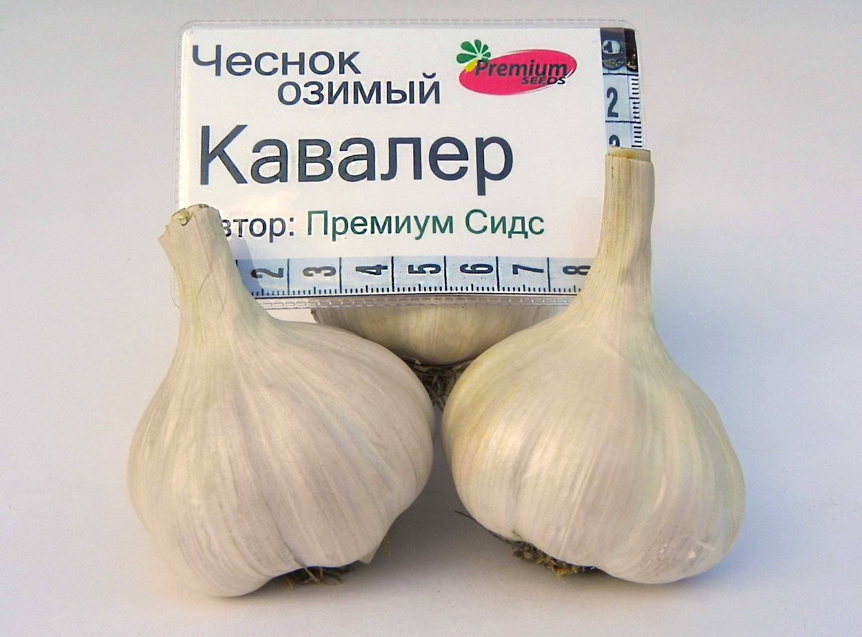 Чеснок Алексеевский гигант