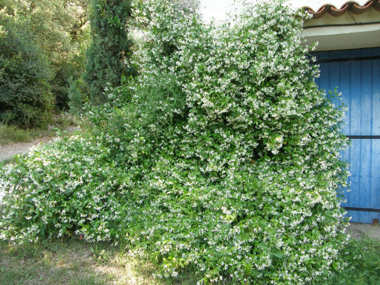 Жасмин чубушник Живая изгородь