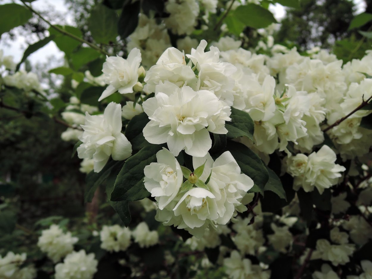 Сетка рабица и Живая изгородь