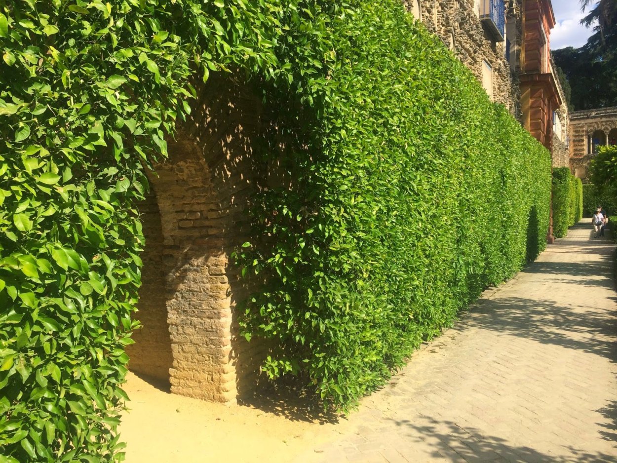 Кизильник ниваки