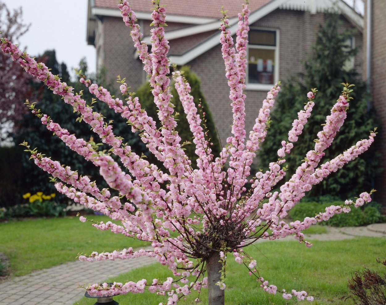 Спирея трёхлопастная (трилоба)