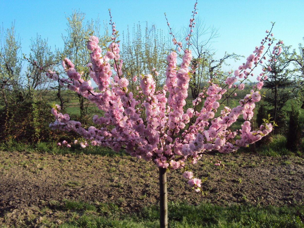 Сакура луизеания