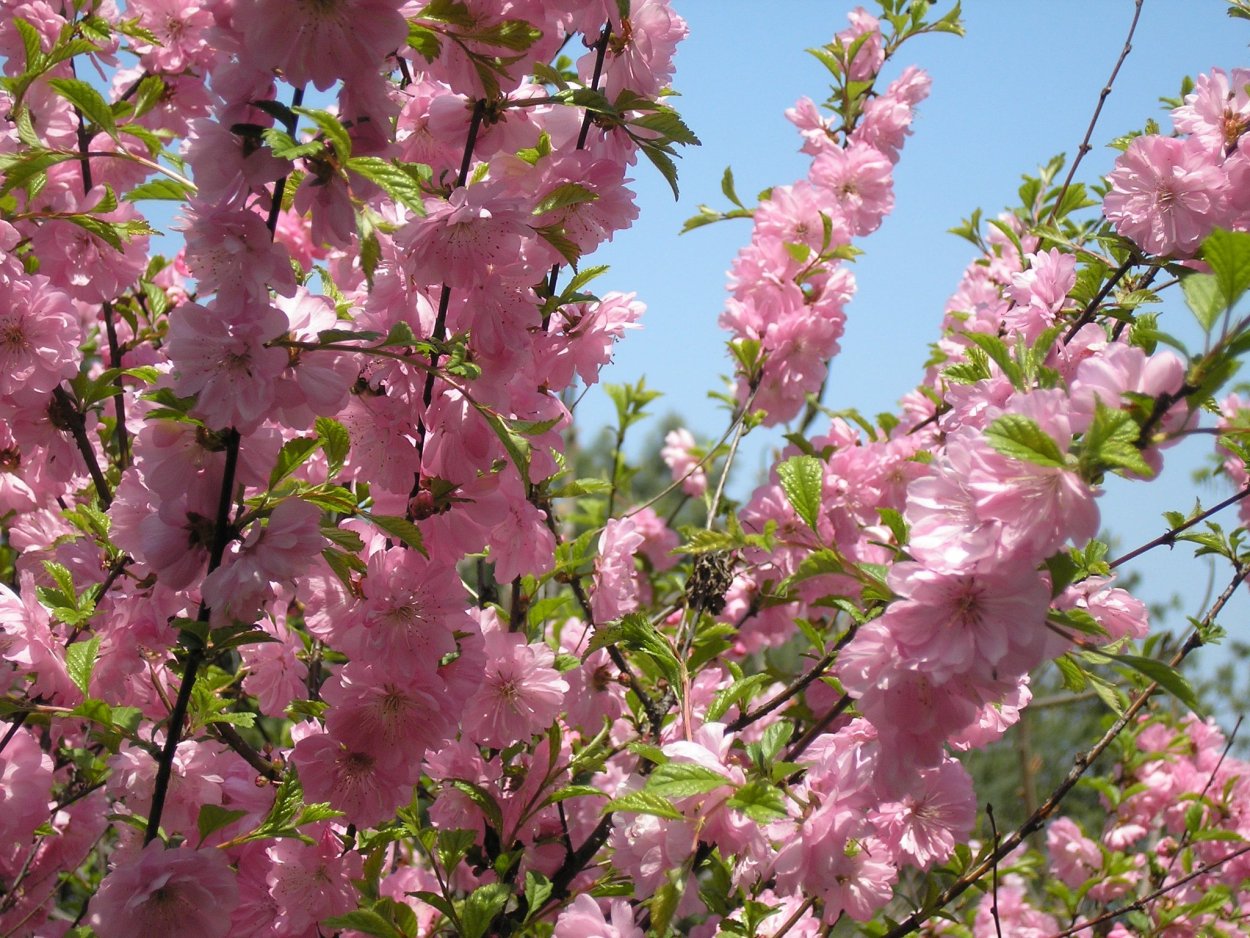 Миндаль трехлопастный луизеания