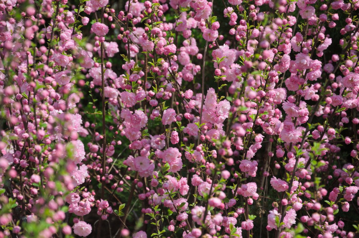 Миндаль трехлопастный луизеания на штамбе