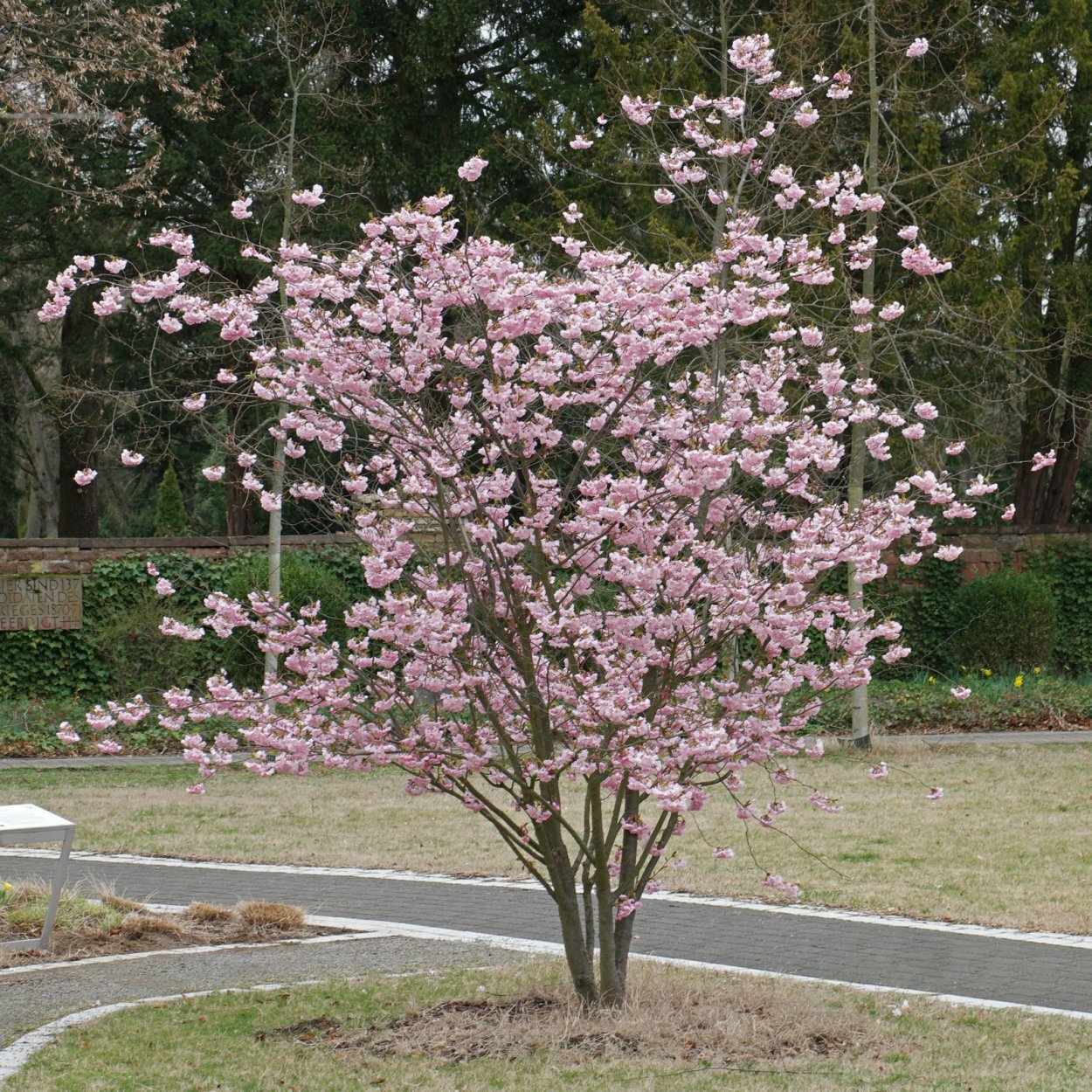 Миндаль трехлопастный луизеания