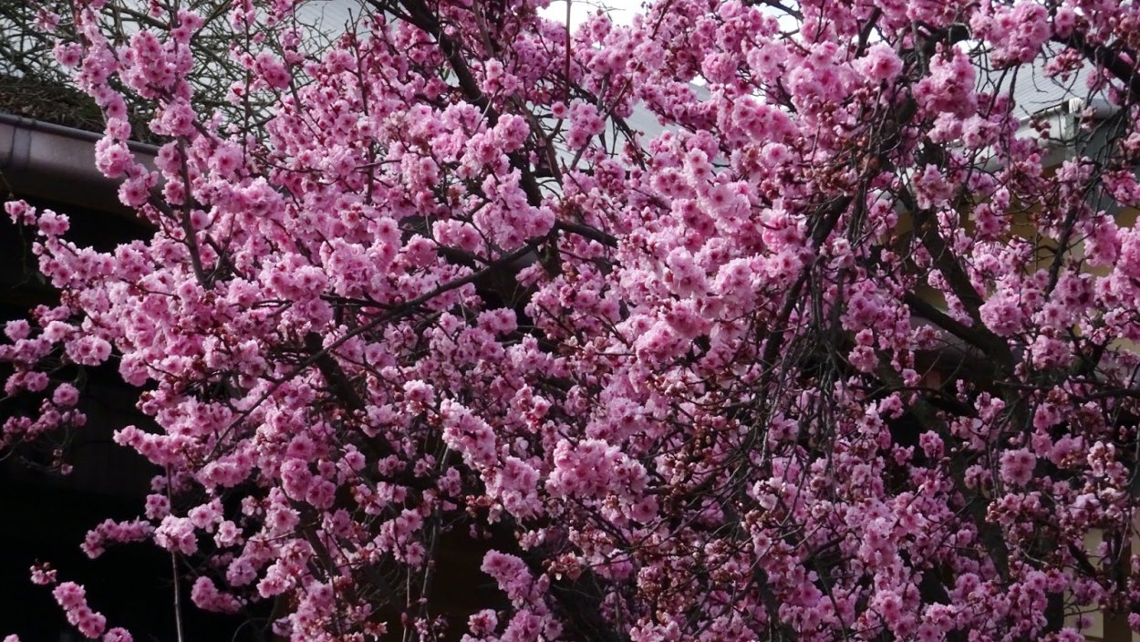 Prunus triloba миндаль