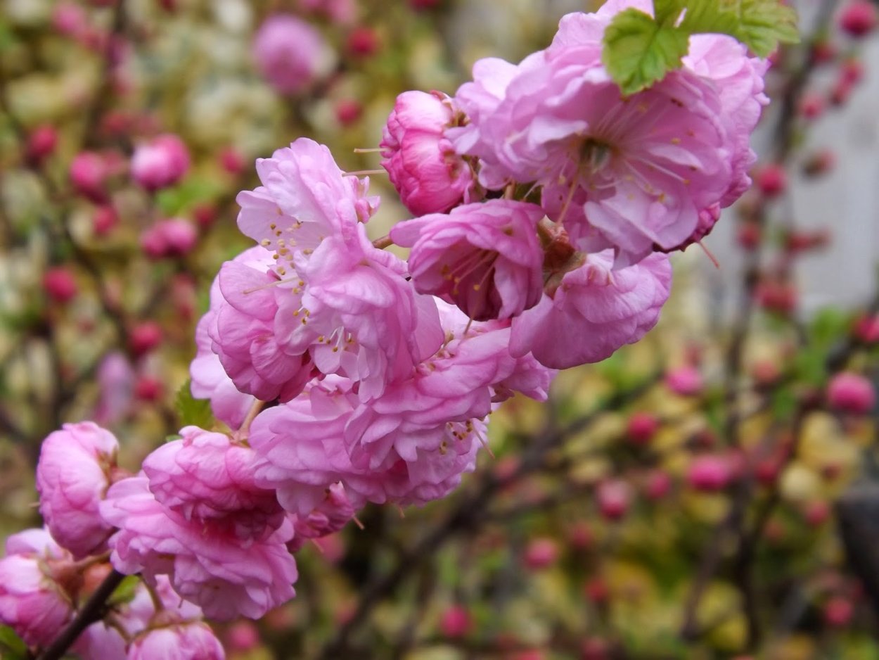 Prunus triloba дерево