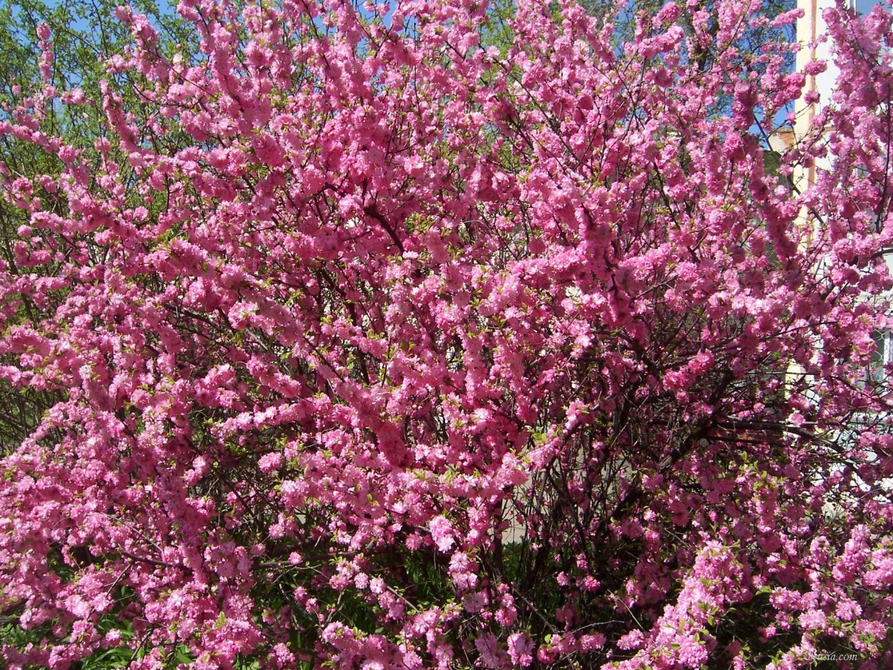 Миндаль трехлопастной Сакура Сибирская