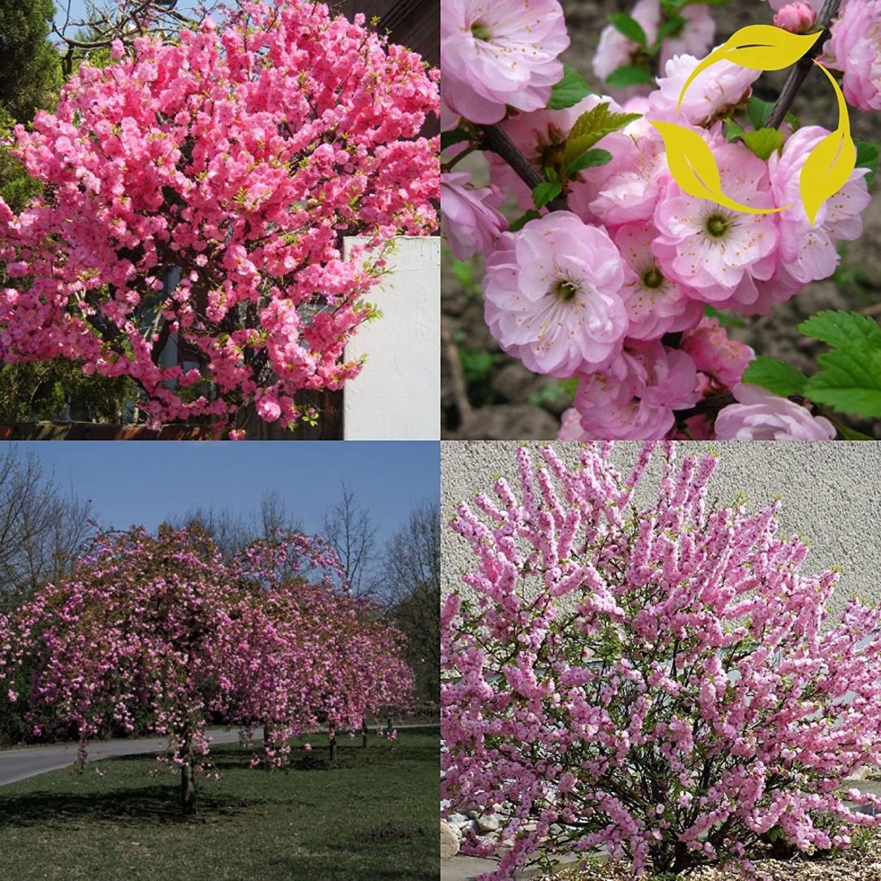 Миндаль трехлопастный луизеания