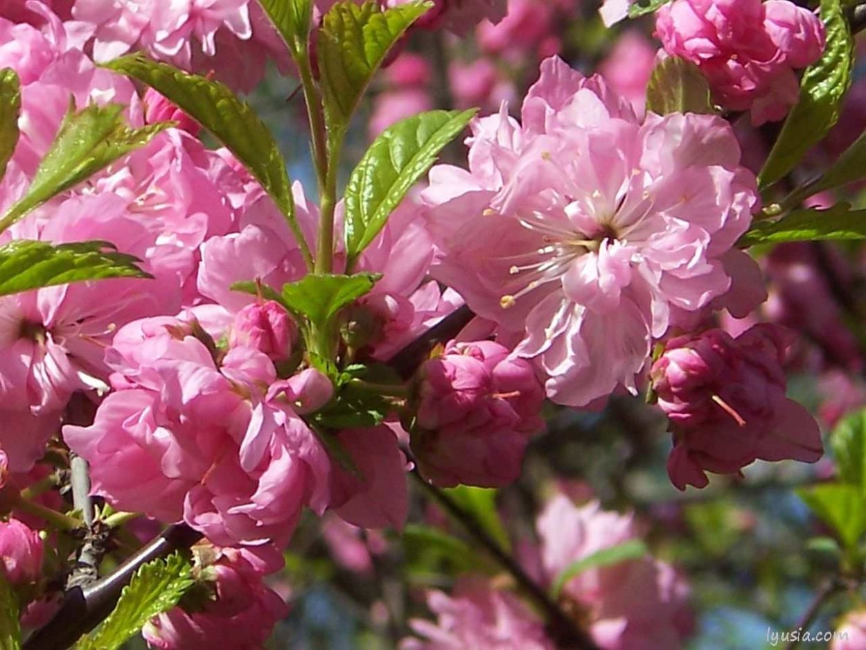 Сакура (миндаль трехлопастной)