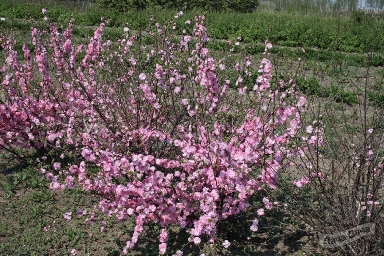 Луизеания (миндаль)- кустарник