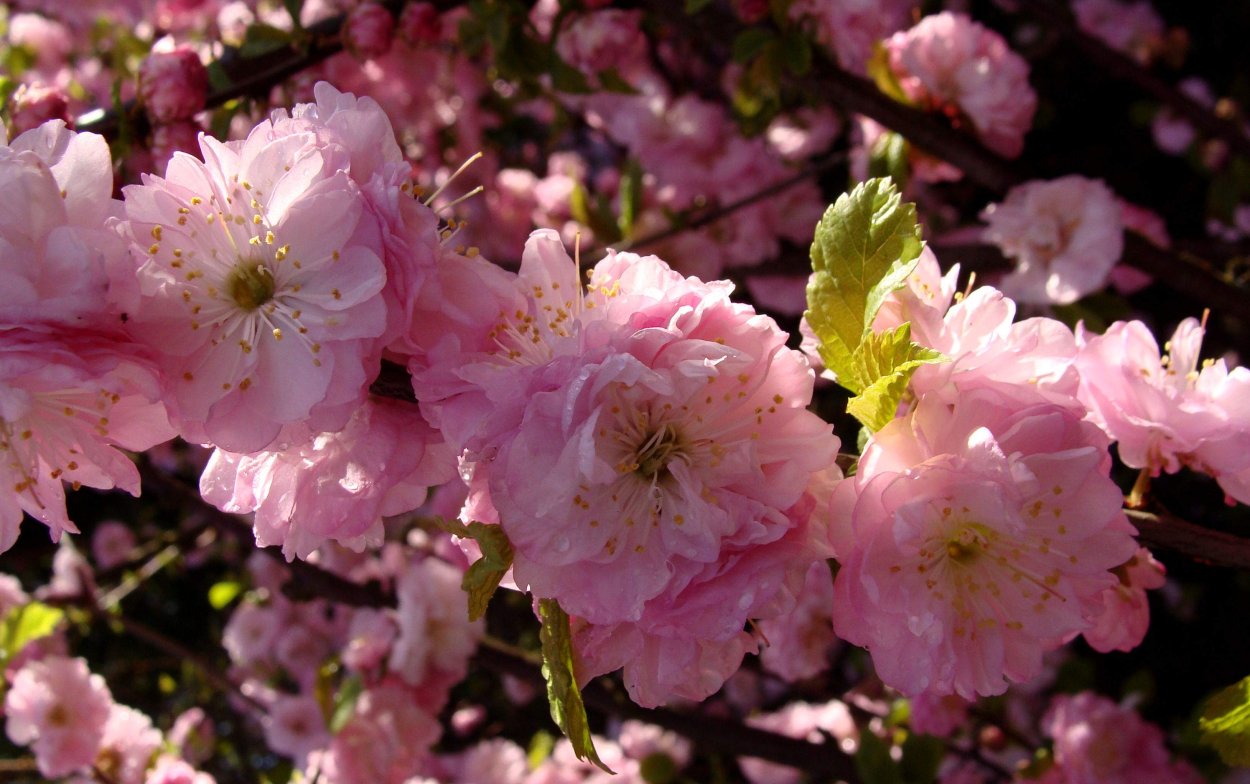 Миндаль трехлопастной дерево