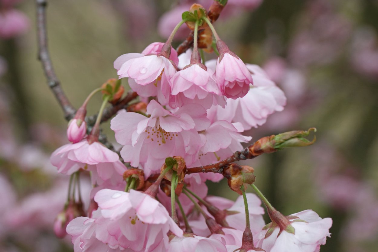 Pink flowering Almond (Prunus glandulosa)