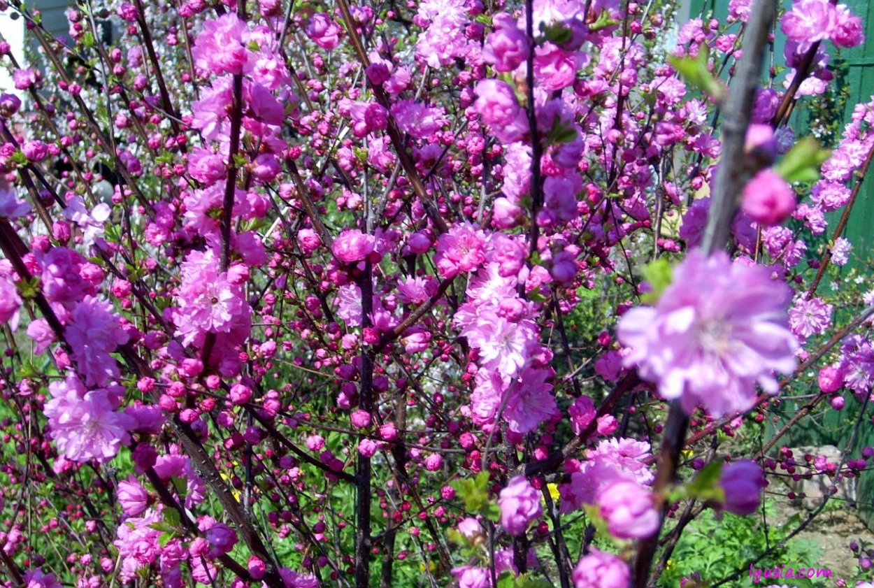 Китайская слива мэйхуа цветет