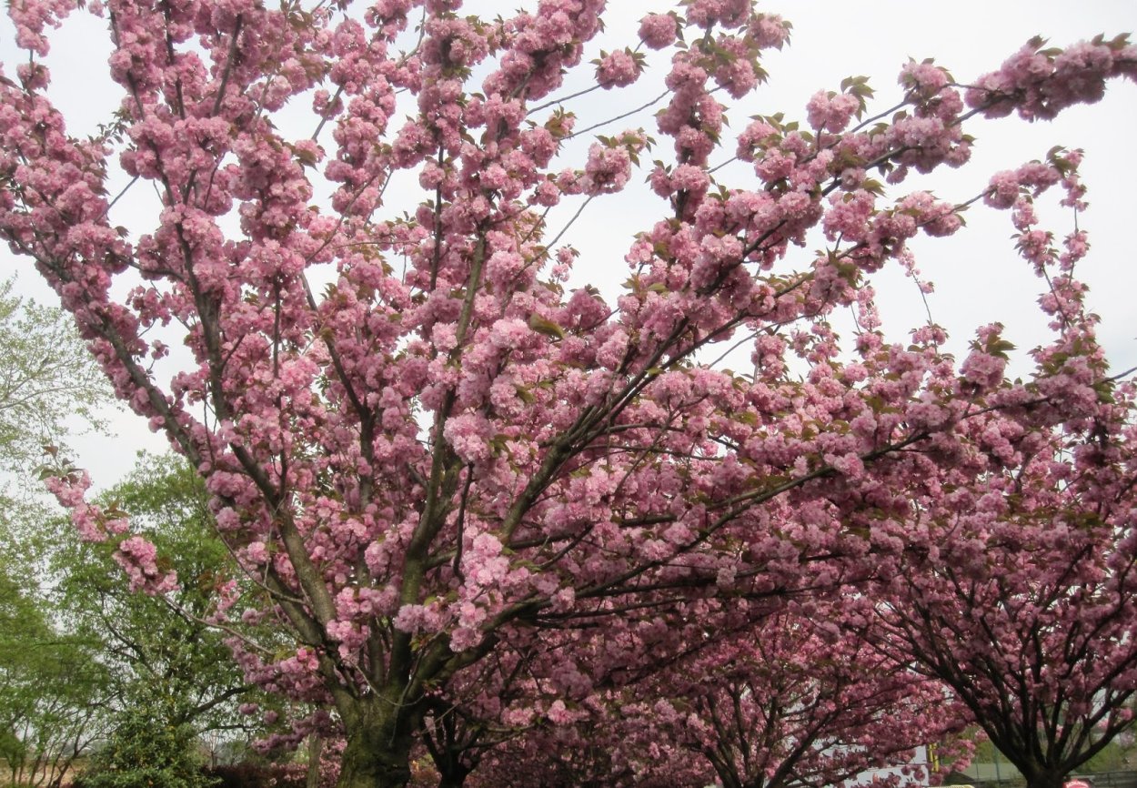 Бобовник Луизиания