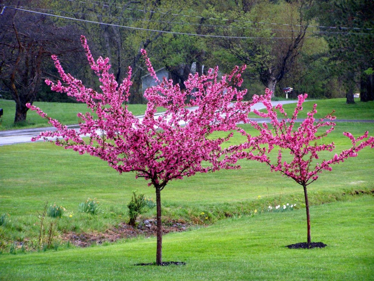 Миндаль трехлопастной Сакура Сибирская