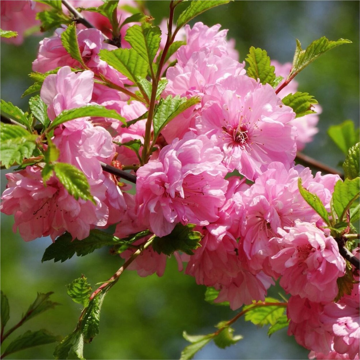 Миндаль трехлопастной Prunus triloba