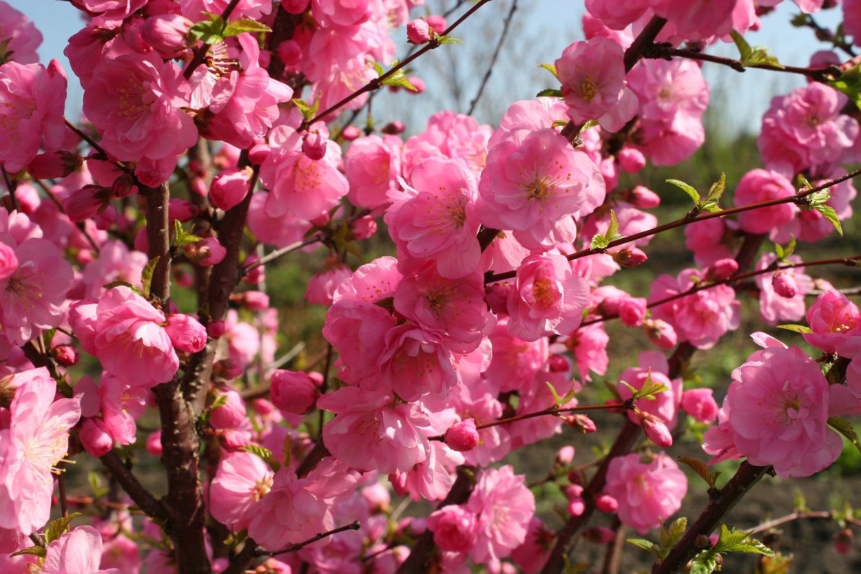 Prunus Amygdalus