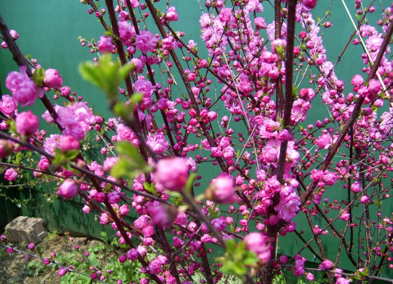 Луизиания вишня