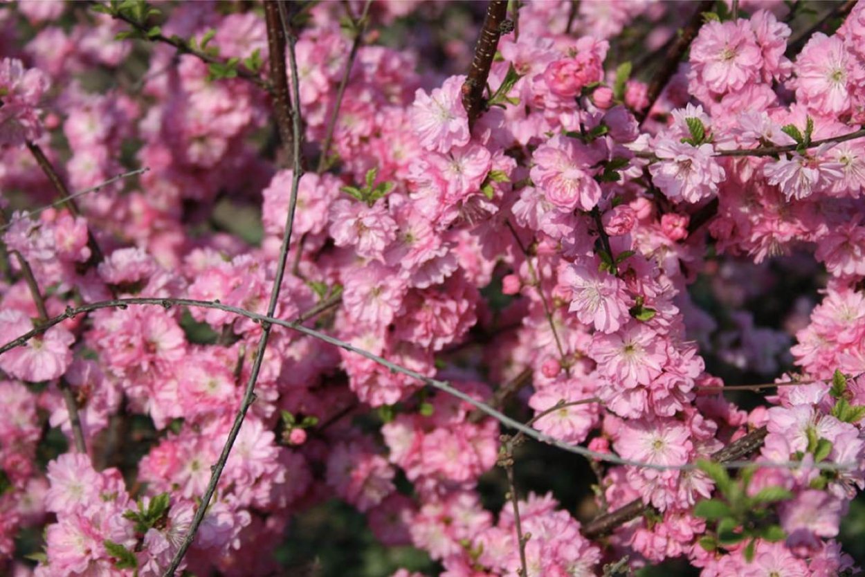 Луизеания раскрасавица