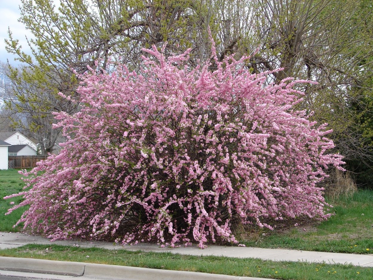 Миндаль трехлопастной Розенмунд