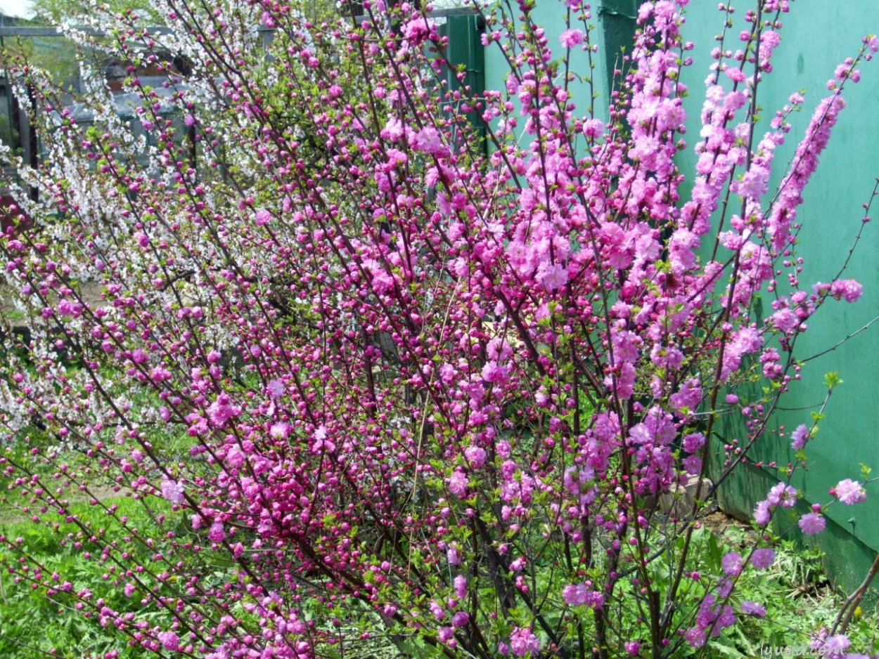 Миндаль трехлопастной на штамбе