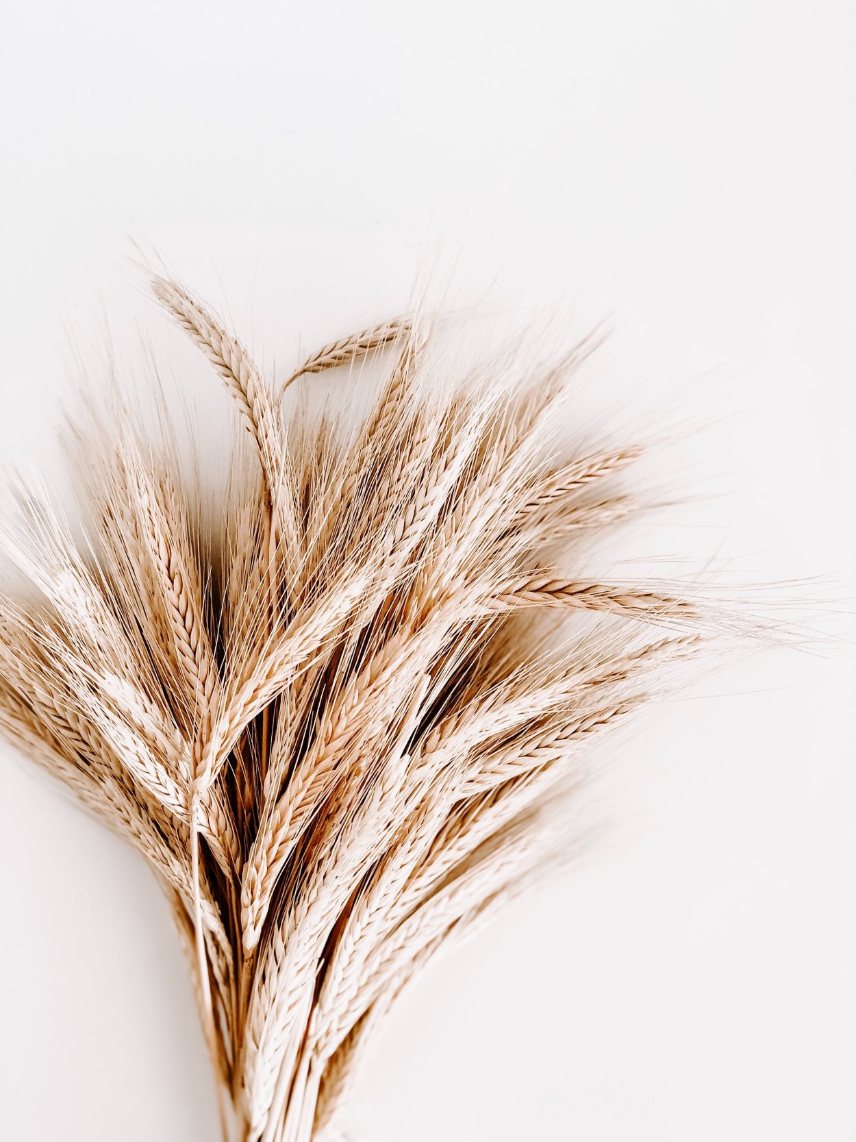 Пампасная трава для декора