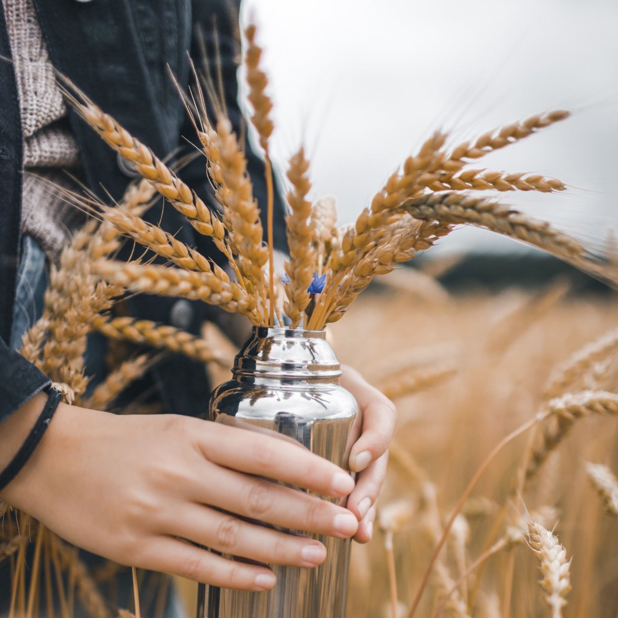 Сухоцветы для декора