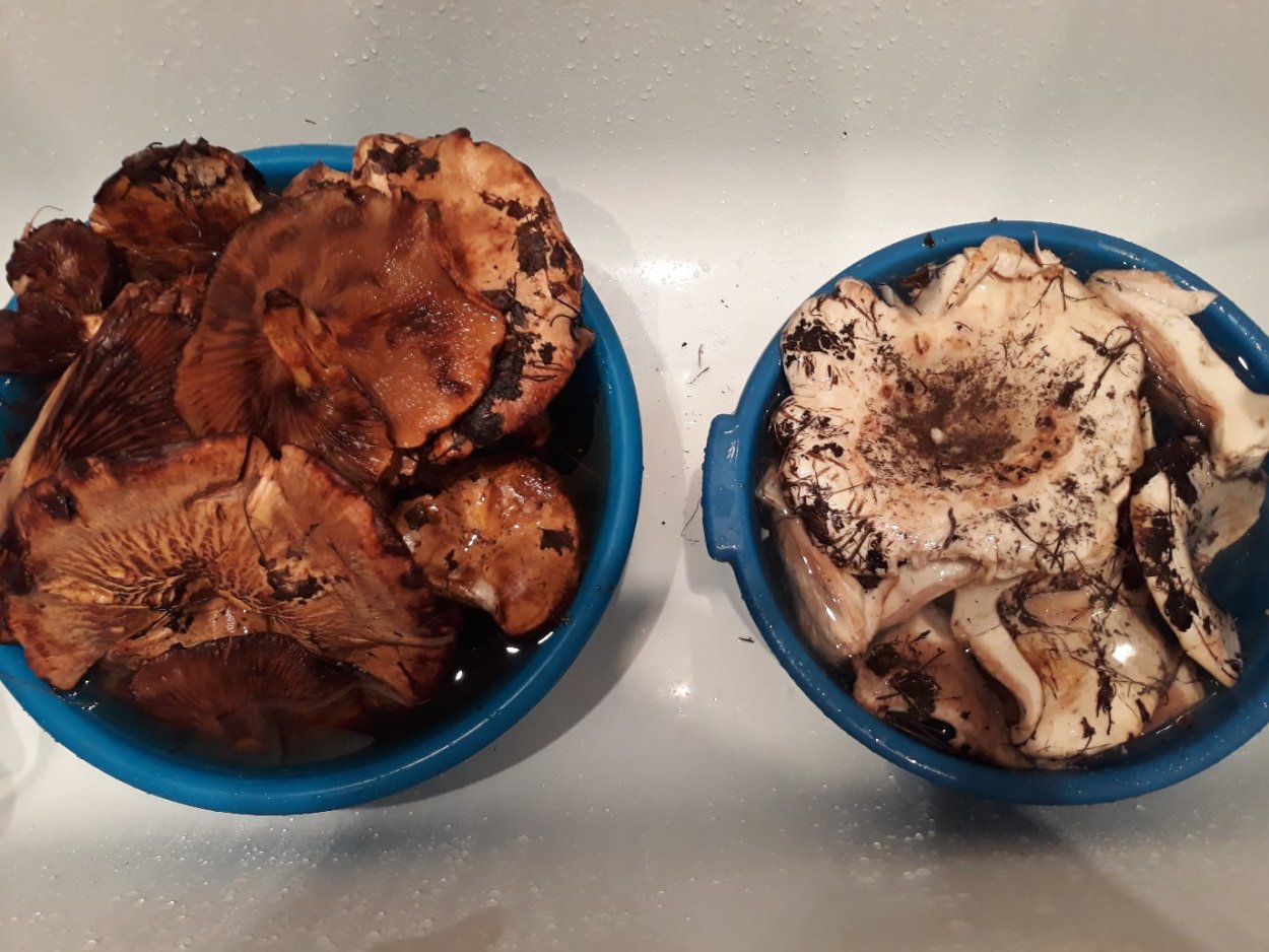 Свинушка Дунька