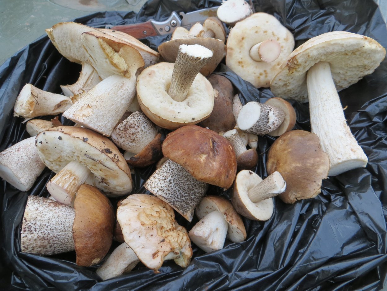 Грибы синеножка, свинушка