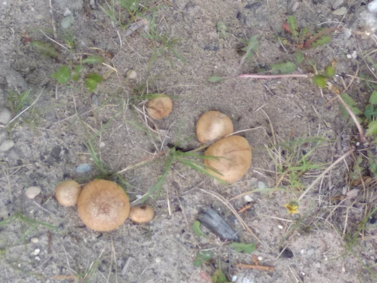 Грибы двойники двойник двойник шампиньон