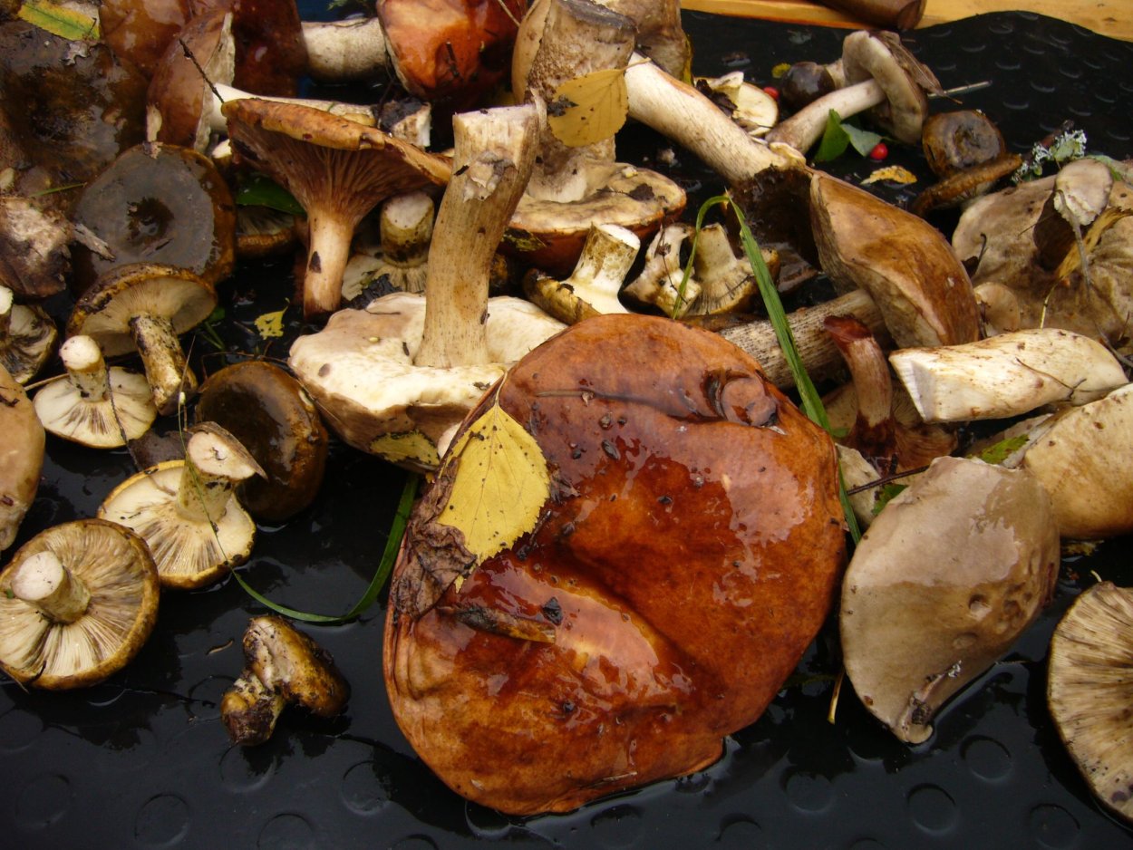 Дунька гриб свинушка