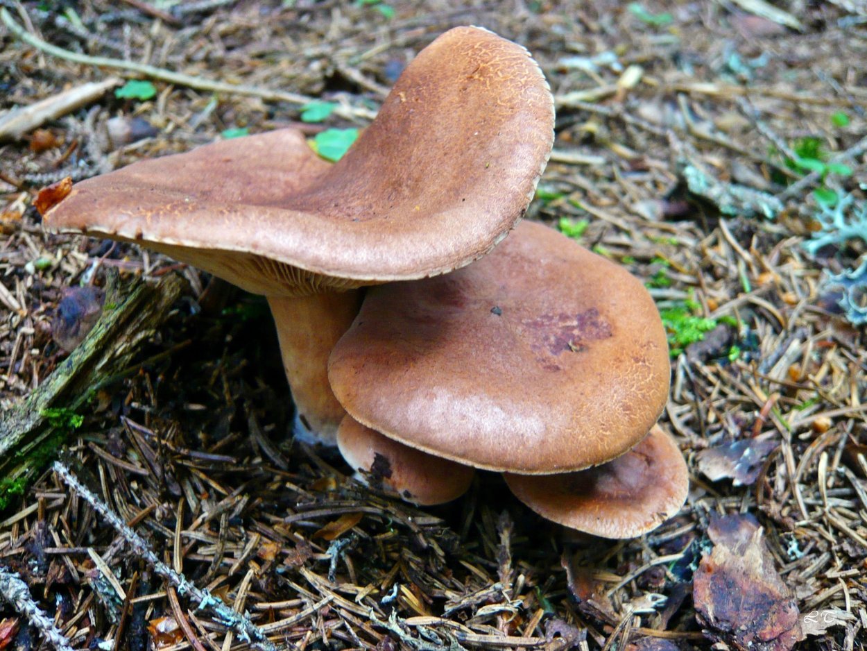 Гриб свинушка гриб коровяк