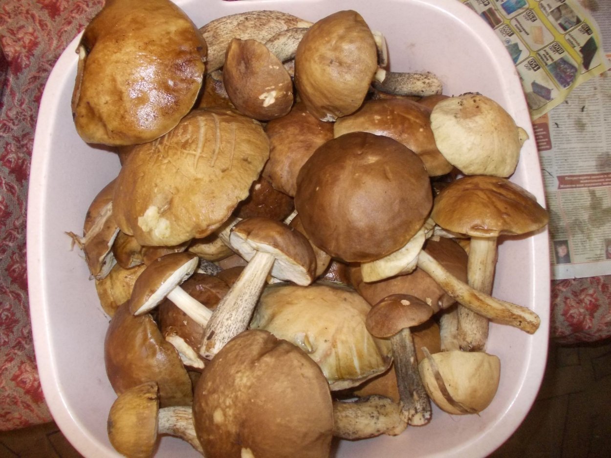 Маслята переростки