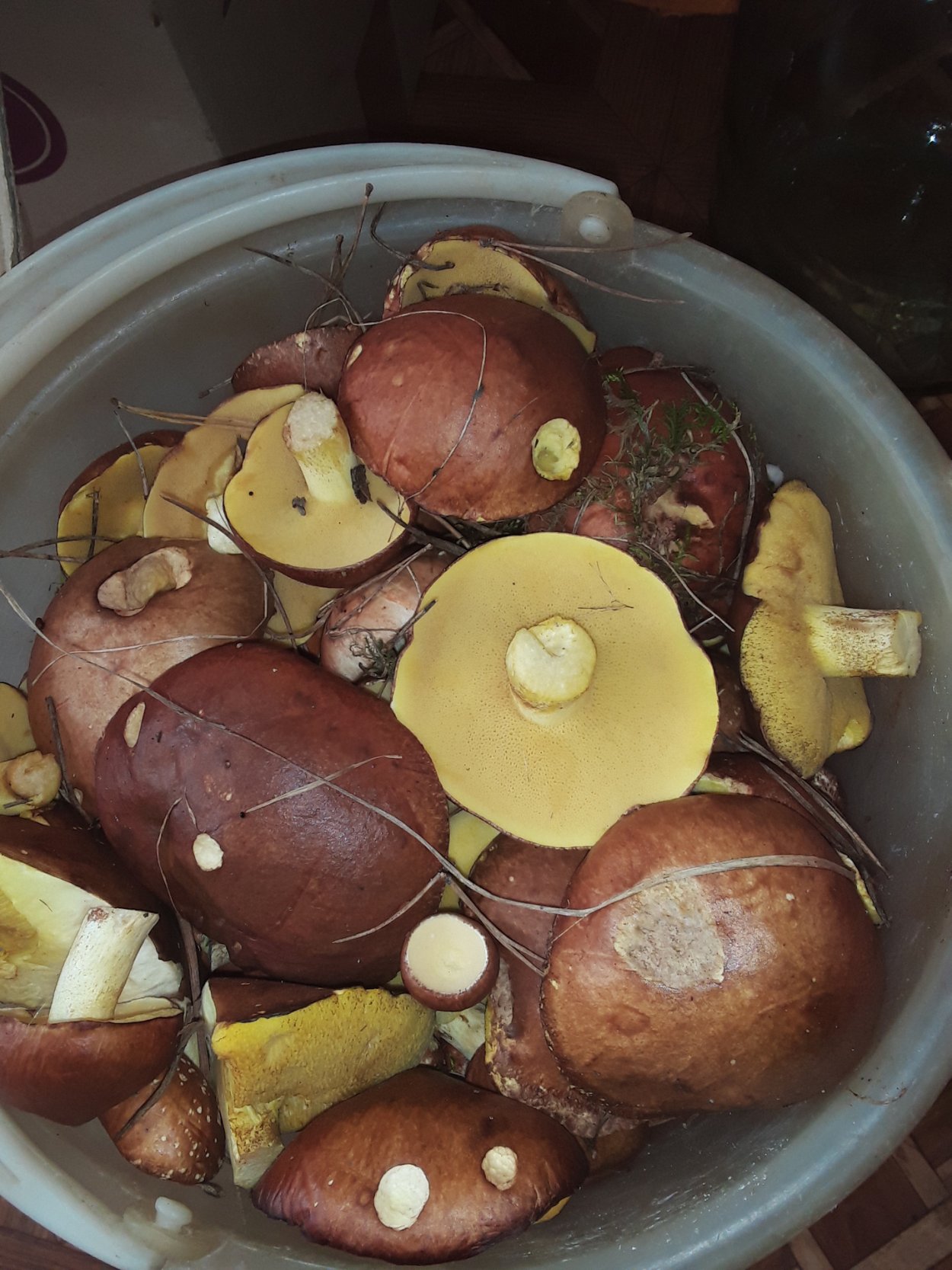 Грибы которые растут под землей на Сахалине