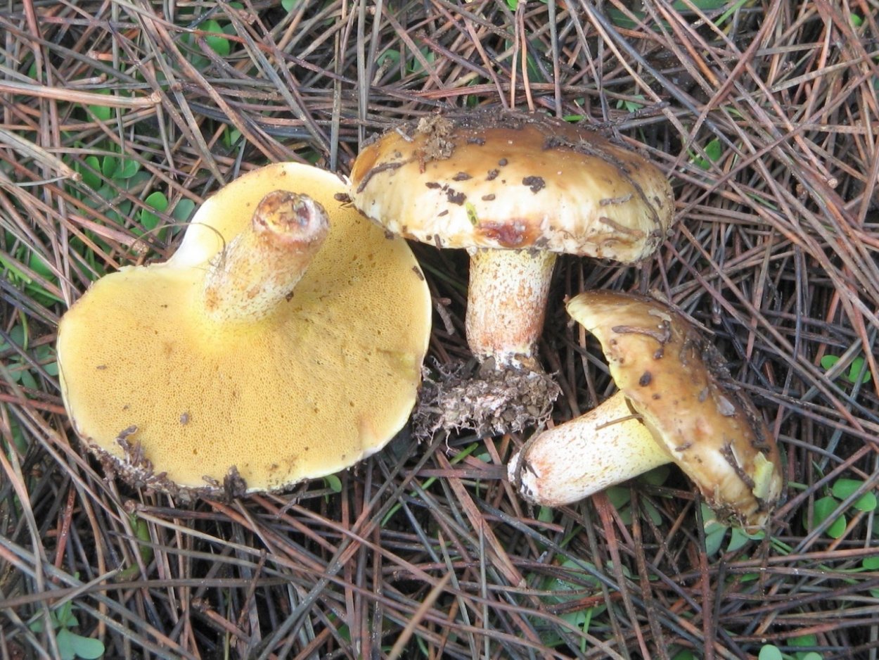 Масленок Козляк моховик