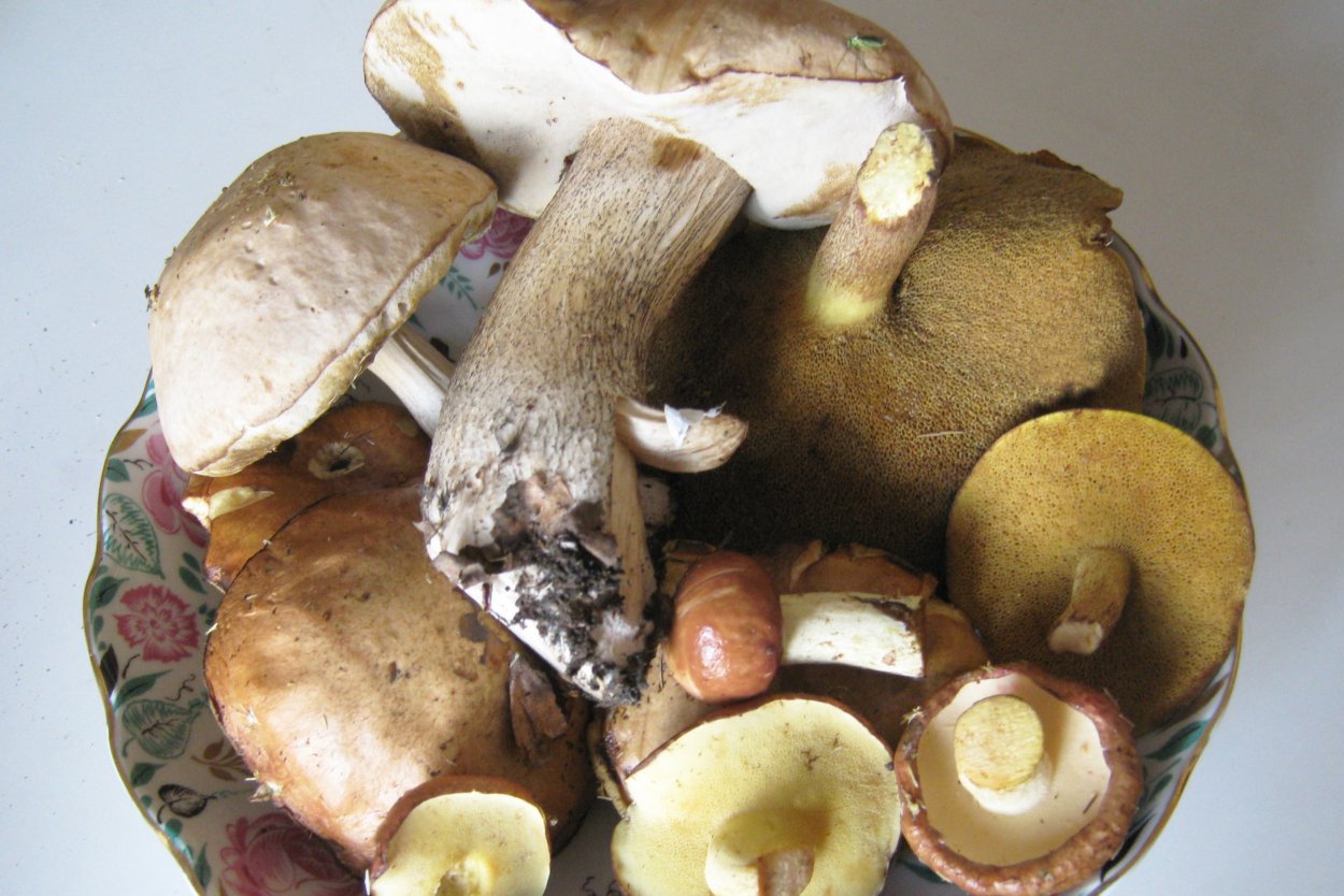 Маслёнок Беллини