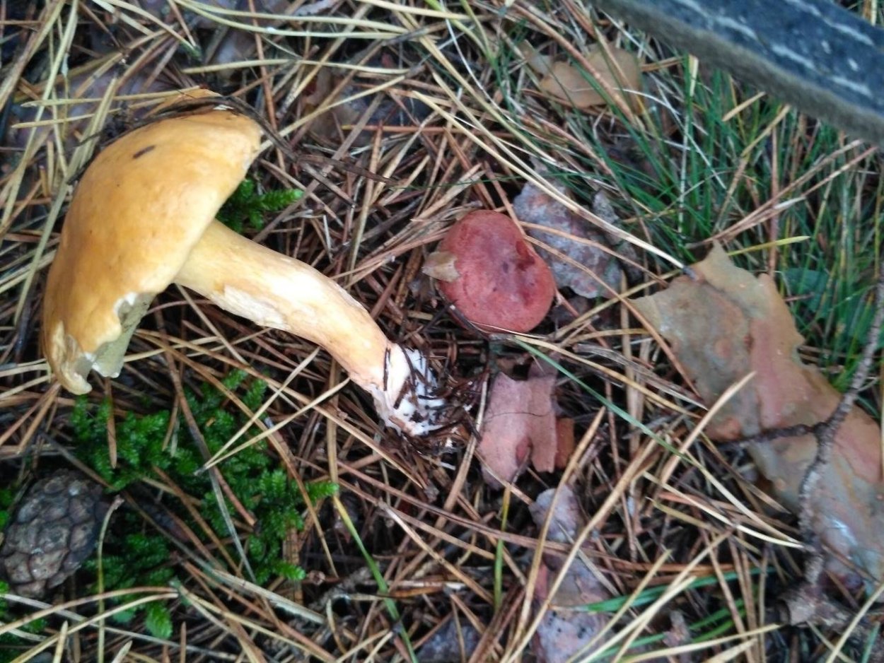 Семейство маслят