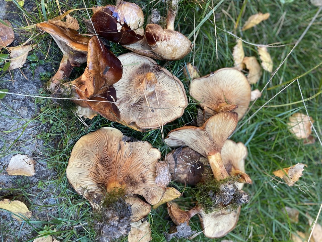 Рыжики грибы Лесные